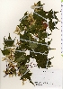  ( - TW021957)  @11 [ ] Copyright (2021) Unspecified Forestry and Forest Products Research Institute