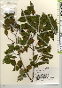  ( - TW021964)  @11 [ ] Copyright (2021) Unspecified Forestry and Forest Products Research Institute
