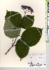  ( - TW021968)  @11 [ ] Copyright (2021) Unspecified Forestry and Forest Products Research Institute