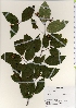  ( - TW021979)  @11 [ ] Copyright (2021) Unspecified Forestry and Forest Products Research Institute