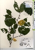  ( - TW021981)  @11 [ ] Copyright (2021) Unspecified Forestry and Forest Products Research Institute