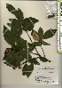  ( - TW021982)  @11 [ ] Copyright (2021) Unspecified Forestry and Forest Products Research Institute