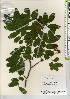  (Sorbus gracilis - TW021983)  @11 [ ] Copyright (2021) Unspecified Forestry and Forest Products Research Institute