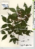  ( - TW021984)  @11 [ ] Copyright (2021) Unspecified Forestry and Forest Products Research Institute