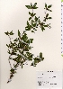  ( - TW021987)  @11 [ ] Copyright (2021) Unspecified Forestry and Forest Products Research Institute