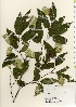  ( - TW021992)  @11 [ ] Copyright (2021) Unspecified Forestry and Forest Products Research Institute