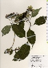  (Hydrangea serrata var. yesoensis - TW021993)  @11 [ ] Copyright (2021) Unspecified Forestry and Forest Products Research Institute