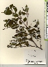  ( - TW021999)  @11 [ ] Copyright (2021) Unspecified Forestry and Forest Products Research Institute