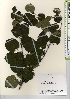  ( - TW022024)  @11 [ ] Copyright (2021) Unspecified Forestry and Forest Products Research Institute