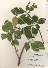  ( - TW022034)  @11 [ ] Copyright (2021) Unspecified Forestry and Forest Products Research Institute