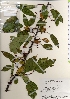  ( - TW022050)  @11 [ ] Copyright (2021) Unspecified Forestry and Forest Products Research Institute