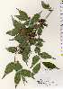  ( - TW022493)  @11 [ ] Copyright (2021) Unspecified Forestry and Forest Products Research Institute