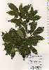  ( - TW022501)  @11 [ ] Copyright (2021) Unspecified Forestry and Forest Products Research Institute