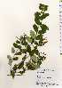  ( - TW022513)  @11 [ ] Copyright (2021) Unspecified Forestry and Forest Products Research Institute
