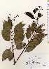  ( - TW022518)  @11 [ ] Copyright (2021) Unspecified Forestry and Forest Products Research Institute