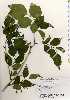  ( - TW022520)  @11 [ ] Copyright (2021) Unspecified Forestry and Forest Products Research Institute