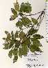  ( - TW022526)  @11 [ ] Copyright (2021) Unspecified Forestry and Forest Products Research Institute