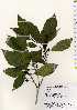  ( - TW022527)  @11 [ ] Copyright (2021) Unspecified Forestry and Forest Products Research Institute