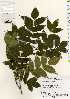 ( - TW022529)  @11 [ ] Copyright (2021) Unspecified Forestry and Forest Products Research Institute