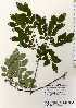  ( - TW022539)  @11 [ ] Copyright (2021) Unspecified Forestry and Forest Products Research Institute
