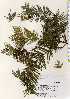  ( - TW022548)  @11 [ ] Copyright (2021) Unspecified Forestry and Forest Products Research Institute