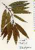  ( - TW022564)  @11 [ ] Copyright (2021) Unspecified Forestry and Forest Products Research Institute