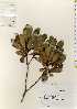  ( - TW022580)  @11 [ ] Copyright (2021) Unspecified Forestry and Forest Products Research Institute