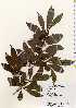  ( - TW022601)  @11 [ ] Copyright (2021) Unspecified Forestry and Forest Products Research Institute