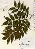  ( - TW022602)  @11 [ ] Copyright (2021) Unspecified Forestry and Forest Products Research Institute