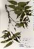  ( - TW022609)  @11 [ ] Copyright (2021) Unspecified Forestry and Forest Products Research Institute