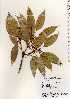  ( - TW022611)  @11 [ ] Copyright (2021) Unspecified Forestry and Forest Products Research Institute