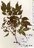  ( - TW022614)  @11 [ ] Copyright (2021) Unspecified Forestry and Forest Products Research Institute
