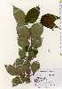  ( - TW022626)  @11 [ ] Copyright (2021) Unspecified Forestry and Forest Products Research Institute
