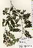  ( - TW022637)  @11 [ ] Copyright (2021) Unspecified Forestry and Forest Products Research Institute