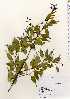  ( - TW022638)  @11 [ ] Copyright (2021) Unspecified Forestry and Forest Products Research Institute