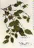  ( - TW022640)  @11 [ ] Copyright (2021) Unspecified Forestry and Forest Products Research Institute