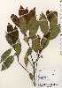  ( - TW022645)  @11 [ ] Copyright (2021) Unspecified Forestry and Forest Products Research Institute