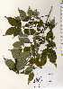  ( - TW022648)  @11 [ ] Copyright (2021) Unspecified Forestry and Forest Products Research Institute