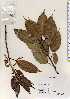  ( - TW022654)  @11 [ ] Copyright (2021) Unspecified Forestry and Forest Products Research Institute