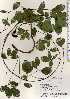  ( - TW022655)  @11 [ ] Copyright (2021) Unspecified Forestry and Forest Products Research Institute