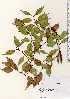  ( - TW022658)  @11 [ ] Copyright (2021) Unspecified Forestry and Forest Products Research Institute