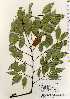  ( - TW022666)  @11 [ ] Copyright (2021) Unspecified Forestry and Forest Products Research Institute