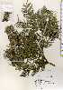  ( - TW022674)  @11 [ ] Copyright (2021) Unspecified Forestry and Forest Products Research Institute