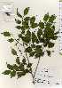  ( - TW022682)  @11 [ ] Copyright (2021) Unspecified Forestry and Forest Products Research Institute