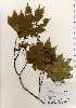  ( - TW022732)  @11 [ ] Copyright (2021) Unspecified Forestry and Forest Products Research Institute