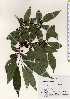  ( - TW022735)  @11 [ ] Copyright (2021) Unspecified Forestry and Forest Products Research Institute