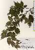  ( - TW022738)  @11 [ ] Copyright (2021) Unspecified Forestry and Forest Products Research Institute