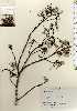  ( - TW023286)  @11 [ ] Copyright (2021) Unspecified Forestry and Forest Products Research Institute
