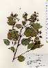  (Cinnamomum camphora - TW023292)  @11 [ ] Copyright (2021) Unspecified Forestry and Forest Products Research Institute