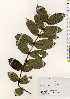  (Lasianthus attenuatus - TW023308)  @11 [ ] Copyright (2021) Unspecified Forestry and Forest Products Research Institute